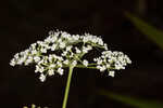 Coastal plain angelica